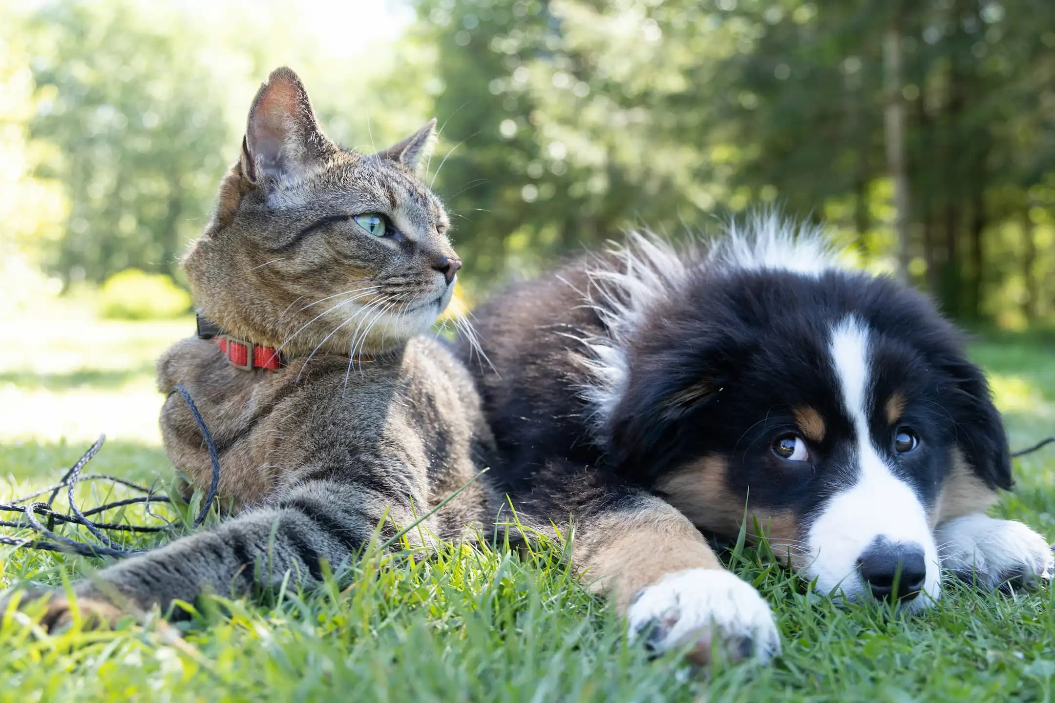 PawAI - AI-powered pet analysis showing BCS score, food quality, and beauty score